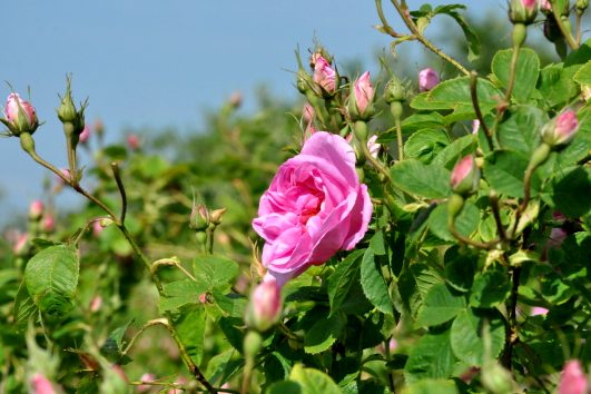 Rose festival